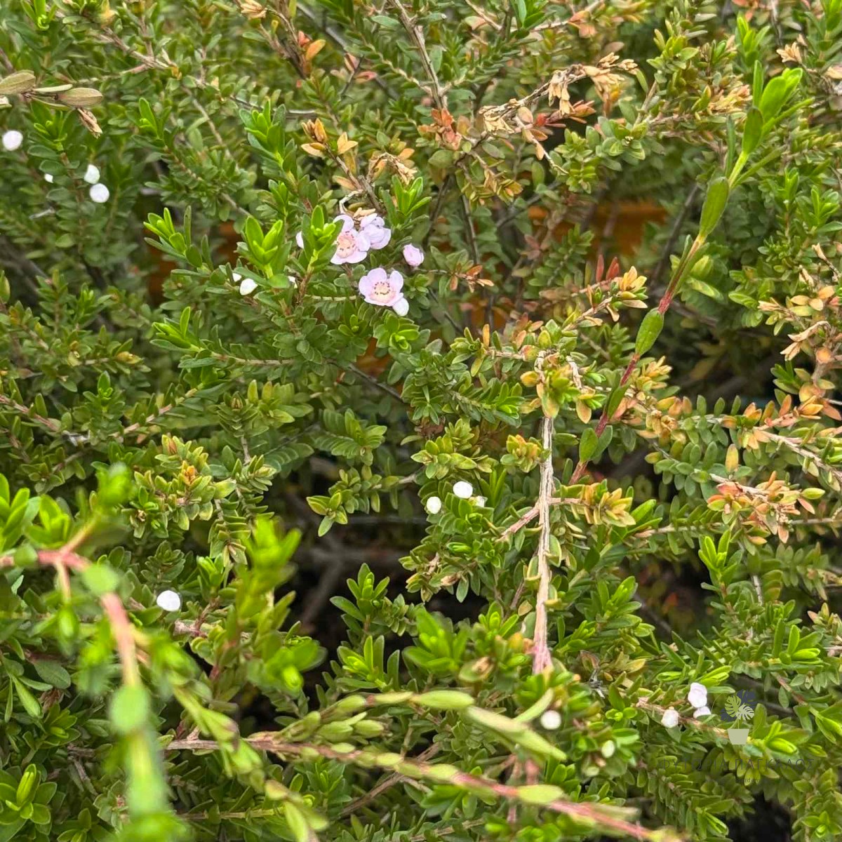 ΘΡΥΠΤΟΜΕΝΗ – Thryptomene saxicola - 3